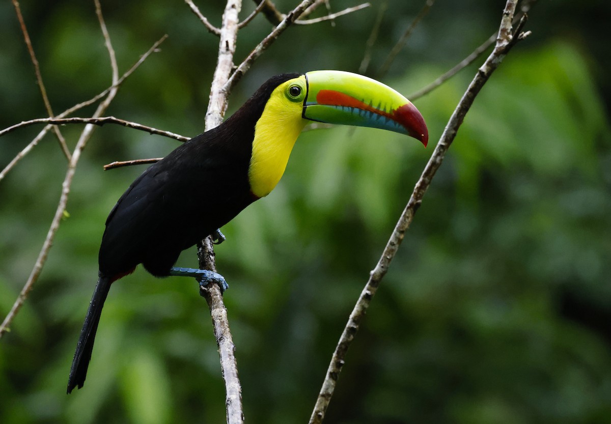 Keel-billed Toucan - ML646105797