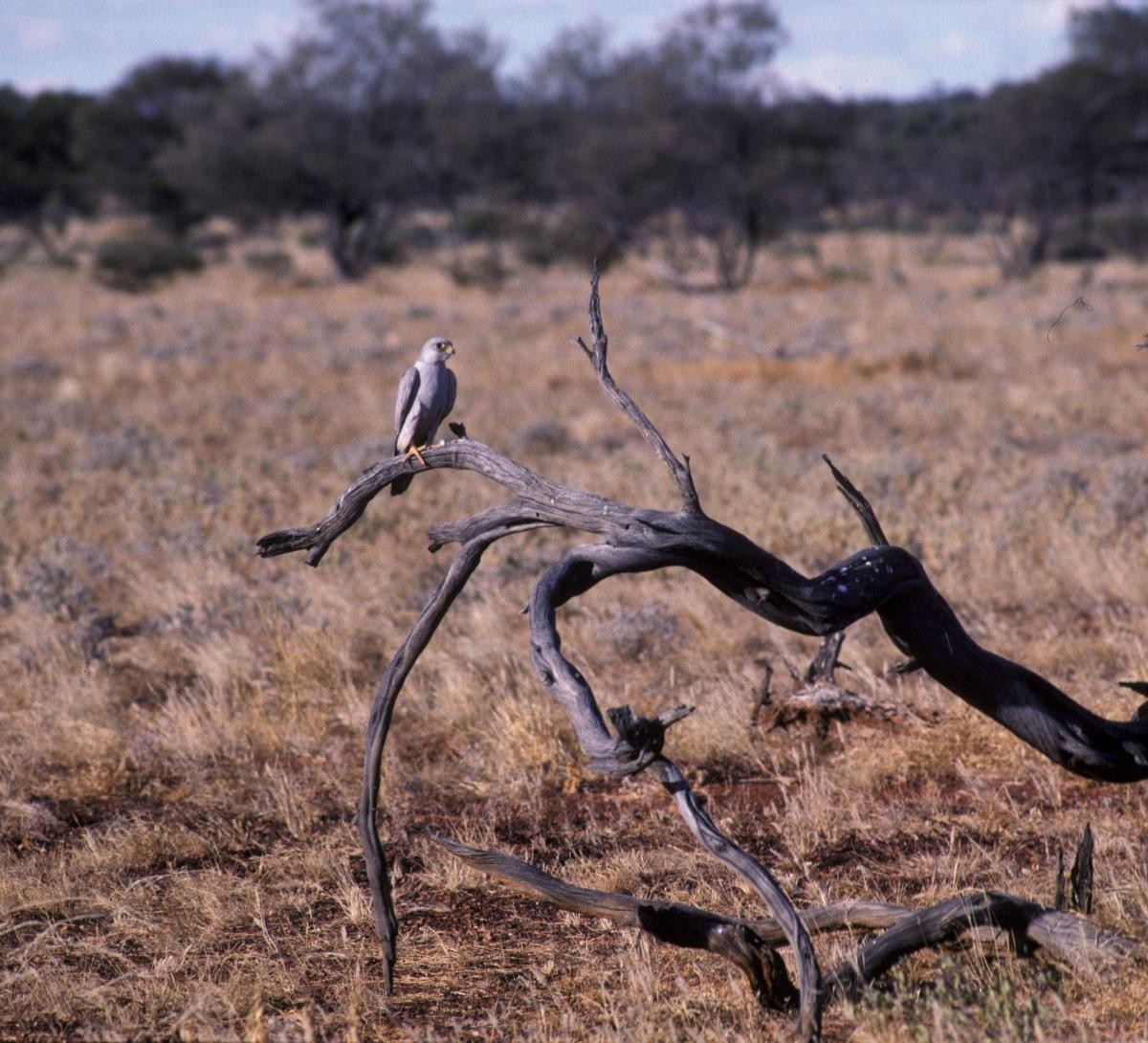 Halcón Gris - ML646105798