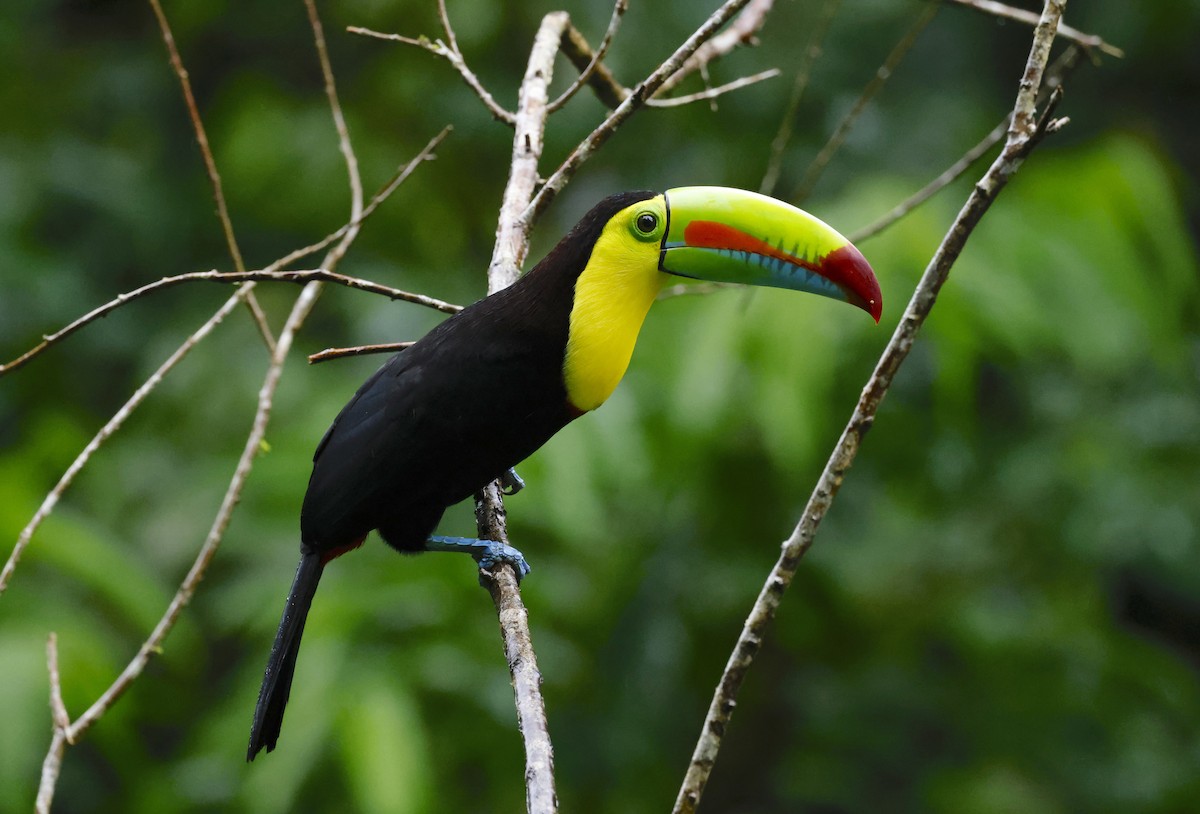 Keel-billed Toucan - ML646105800