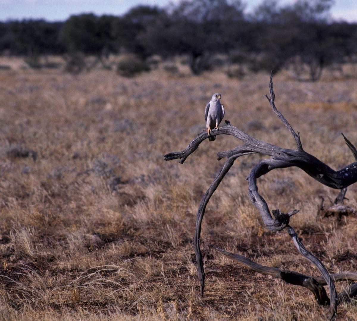 Halcón Gris - ML646105801