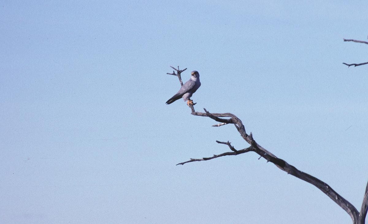 Halcón Gris - ML646105818