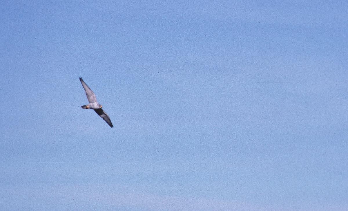 Halcón Gris - ML646105827