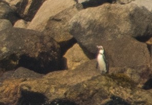 Humboldt Penguin - ML646105856
