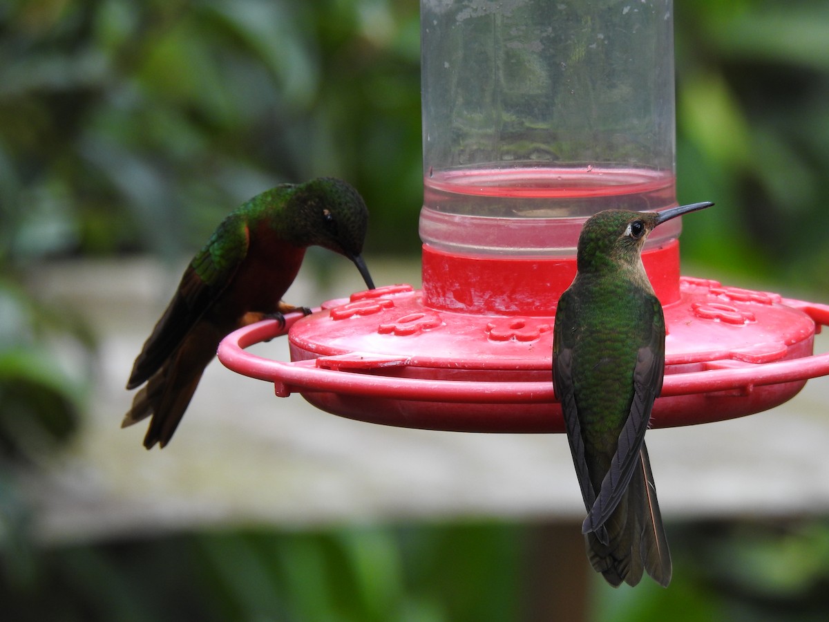 Fawn-breasted Brilliant - ML646105869