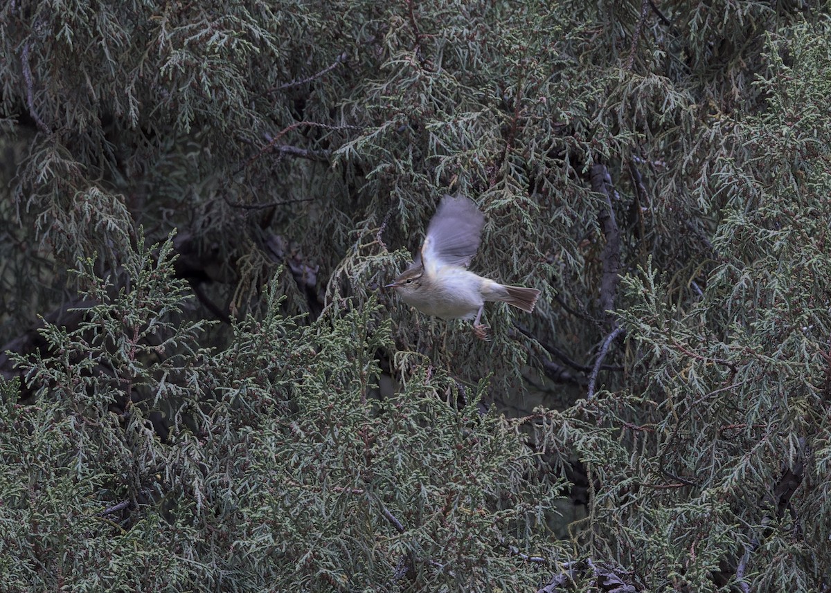 Large-billed Leaf Warbler - ML646105877