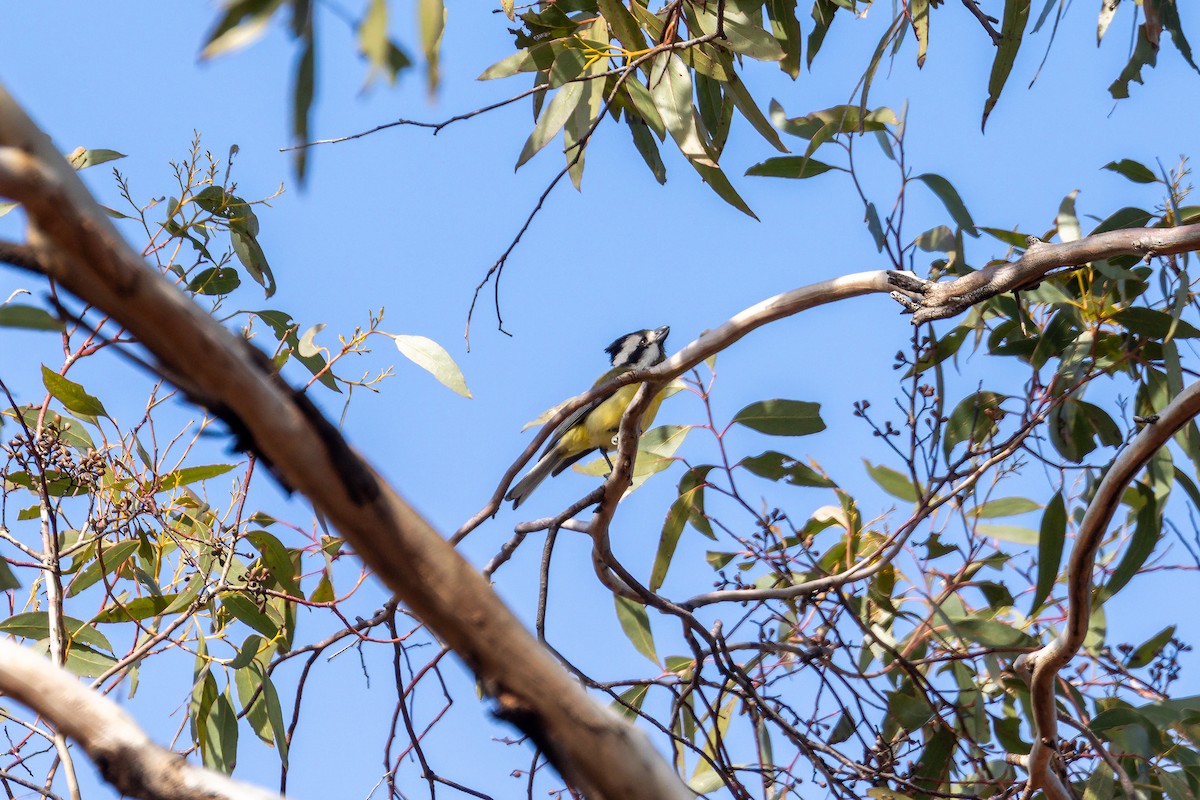 Eastern Shrike-tit - ML646105878