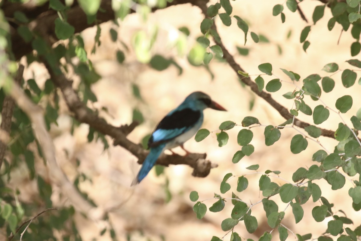 Blue-breasted Kingfisher - ML646105884