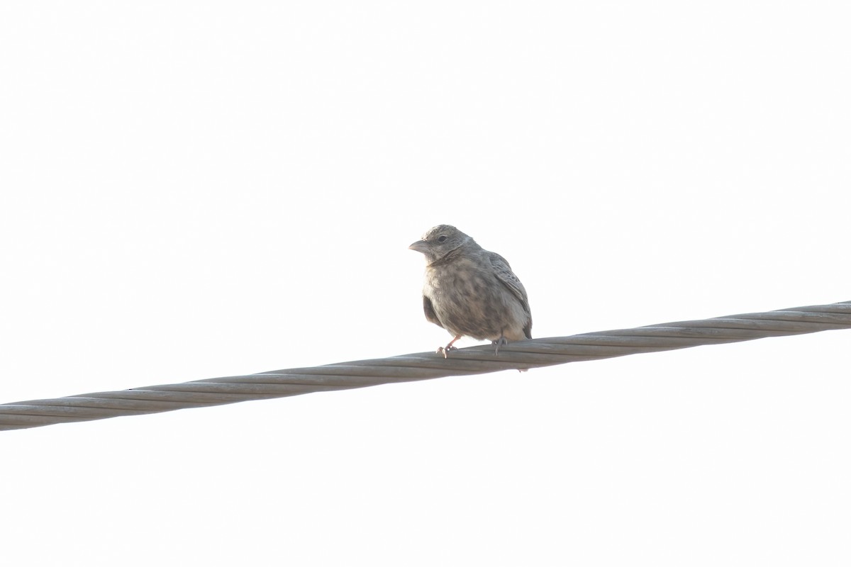 Ashy-crowned Sparrow-Lark - Kalpesh Krishna