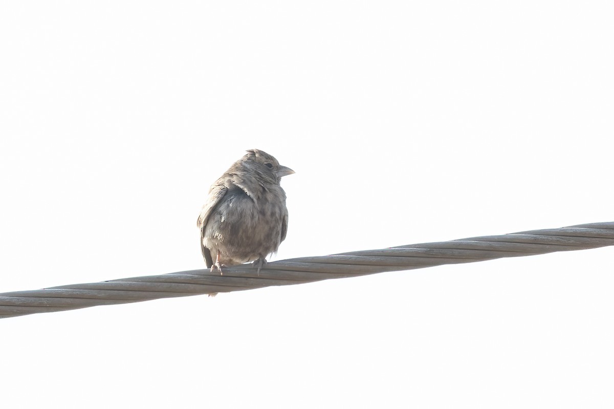 Ashy-crowned Sparrow-Lark - Kalpesh Krishna
