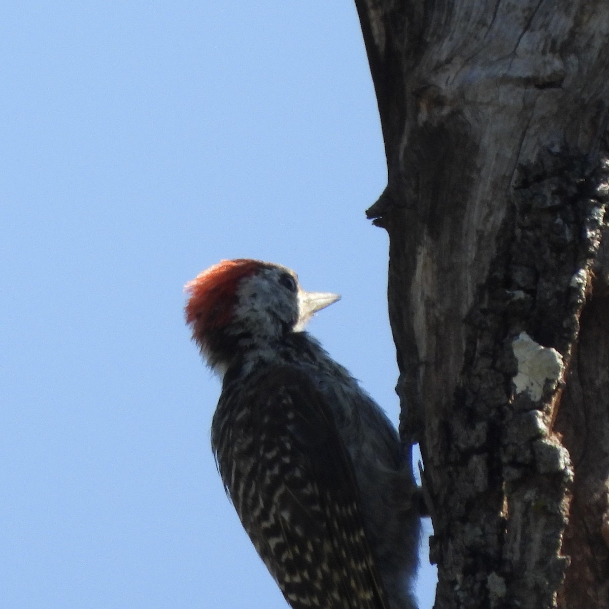 Cardinal Woodpecker - ML646105889
