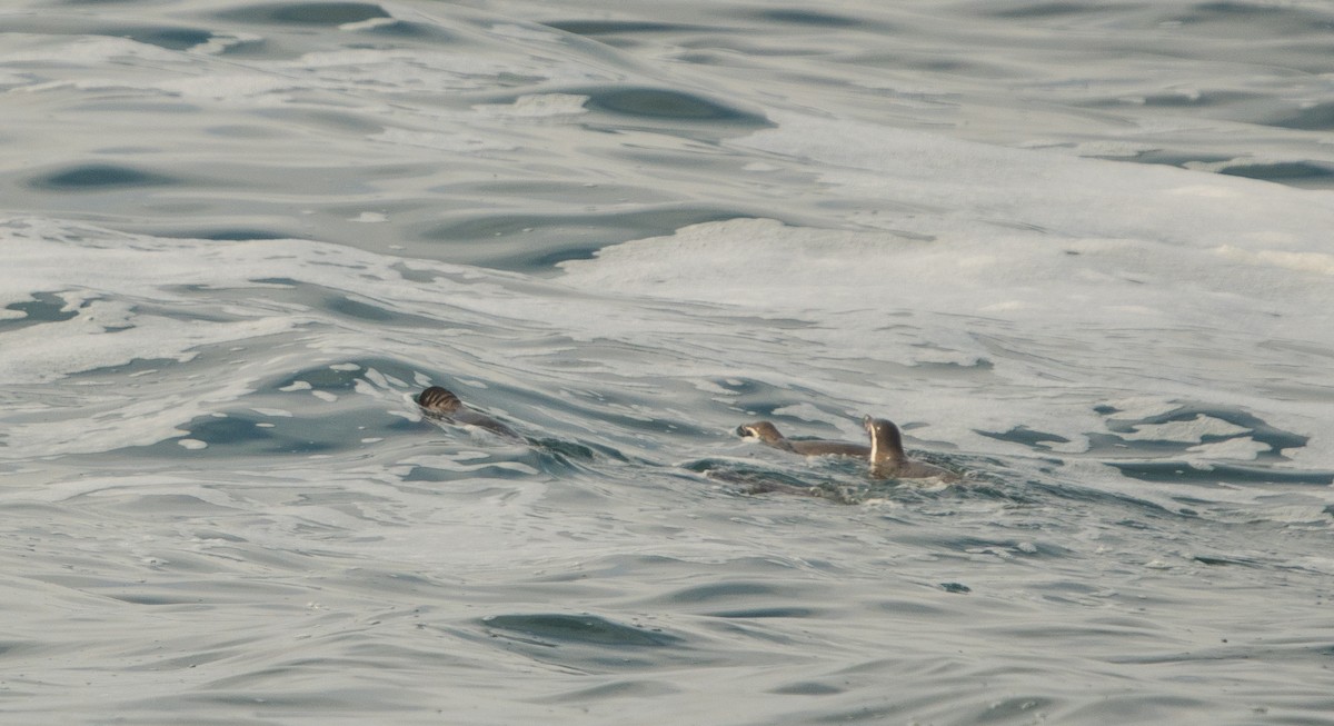 Humboldt Penguin - ML646105892