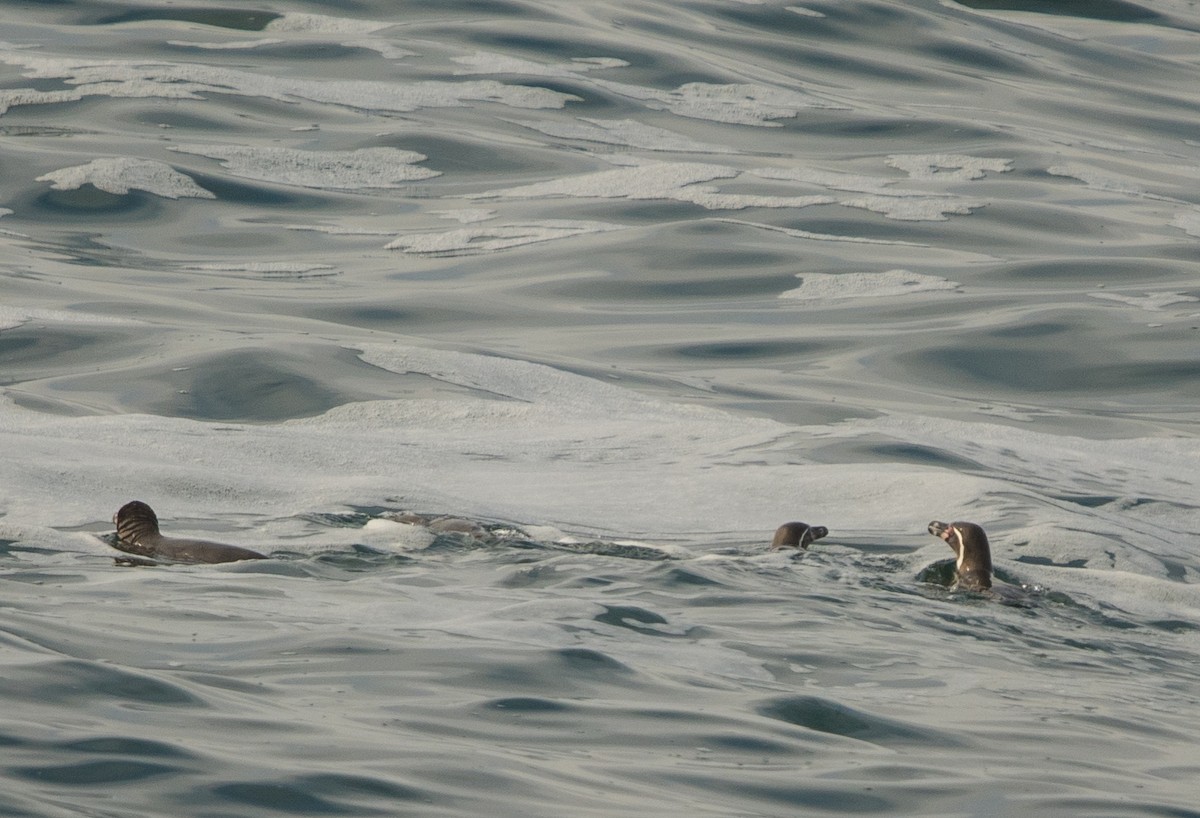 Humboldt Penguin - ML646105894