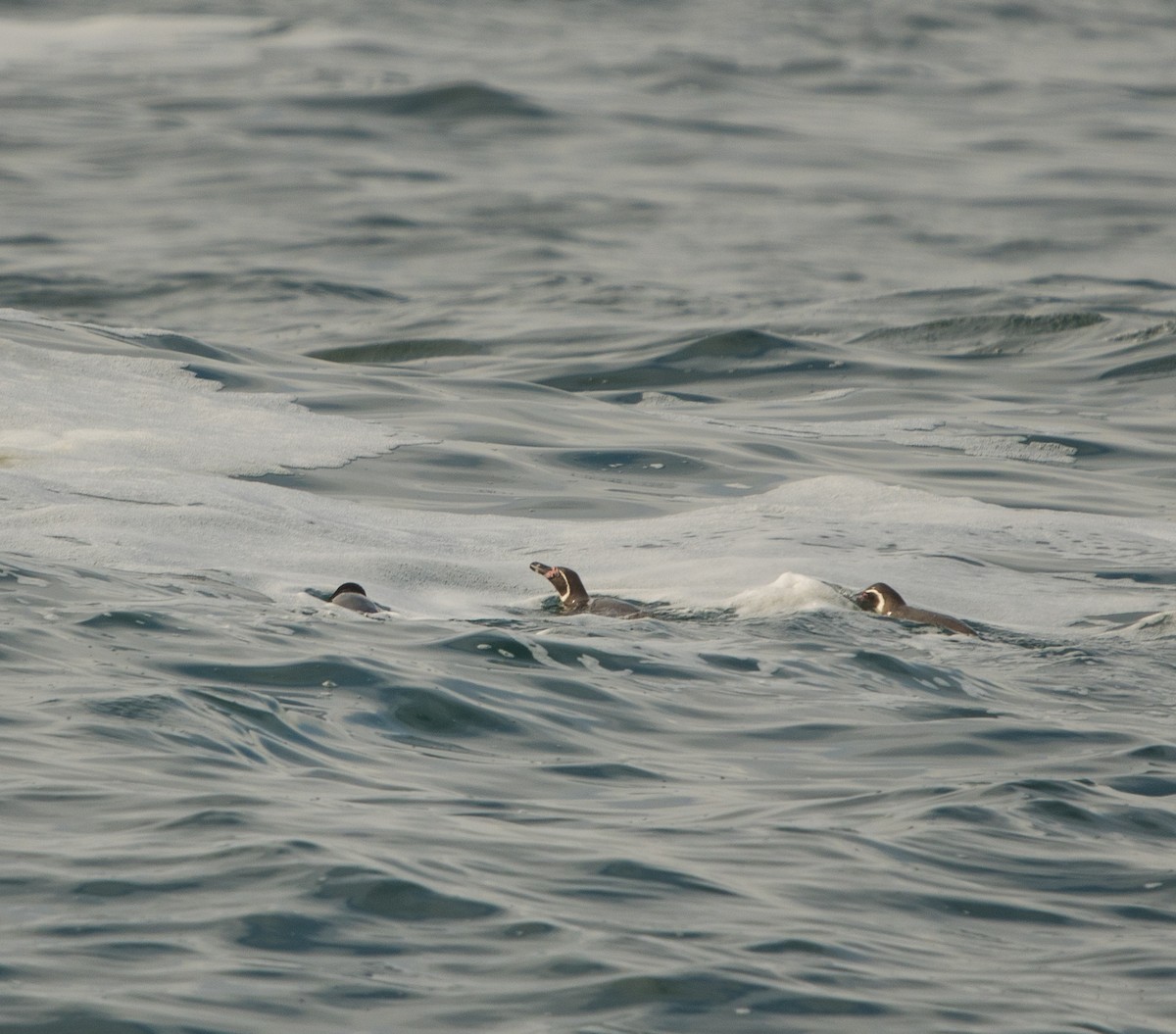 Humboldt Penguin - ML646105895