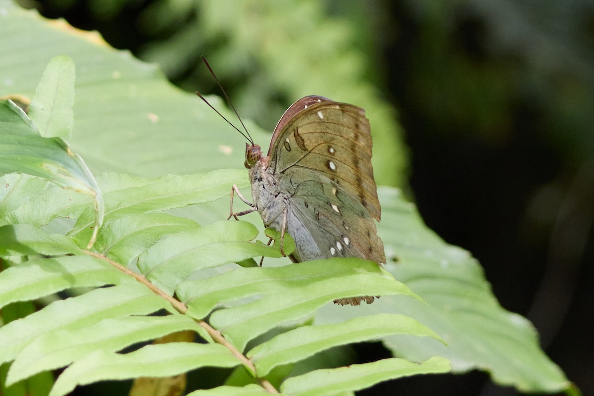 Butterflies and Moths - ML646105898