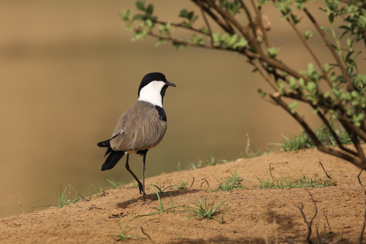 Vanneau à éperons - ML646105901