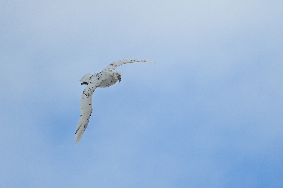 Southern Giant-Petrel - ML646105902