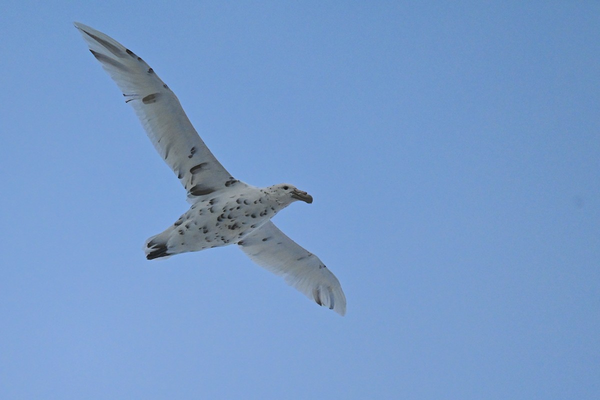 Southern Giant-Petrel - ML646105903