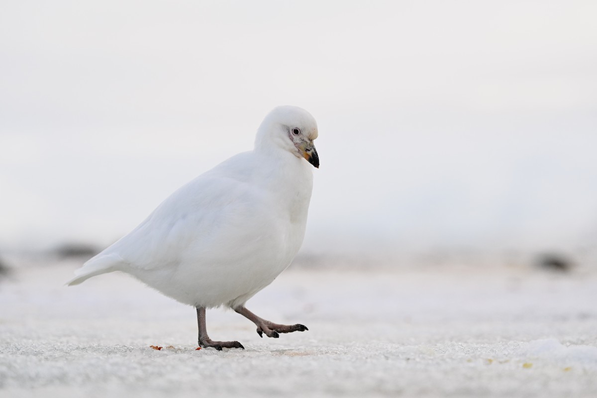 antarktisslirenebb - ML646105906