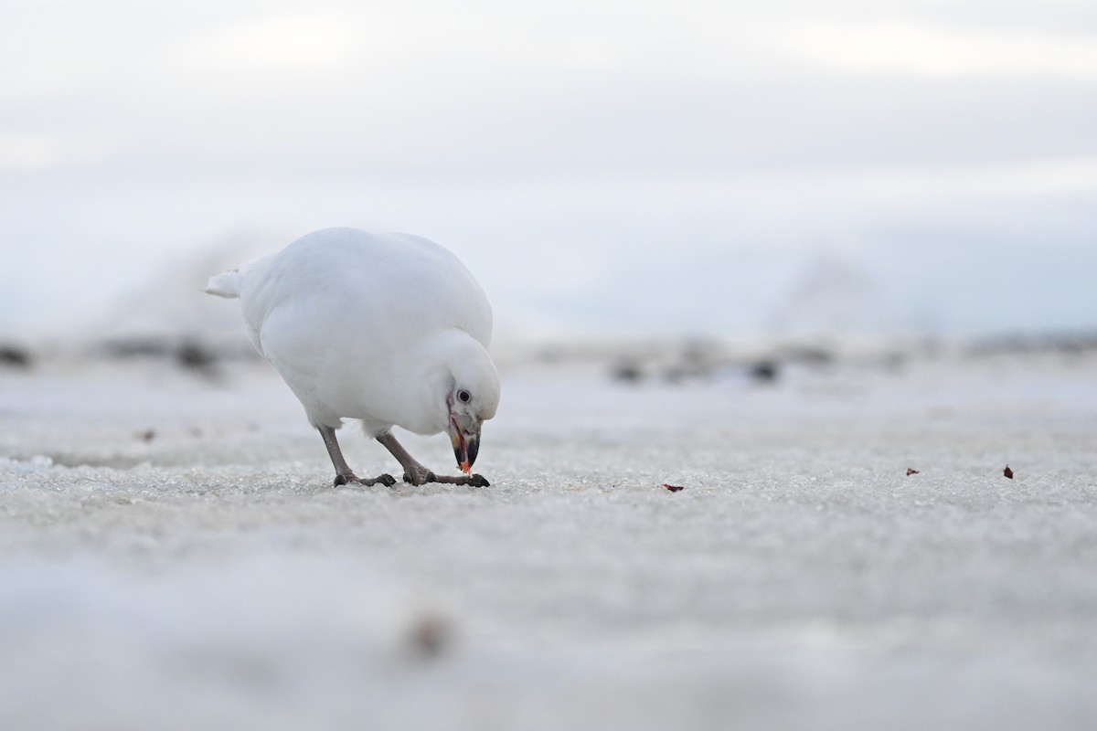 antarktisslirenebb - ML646105907