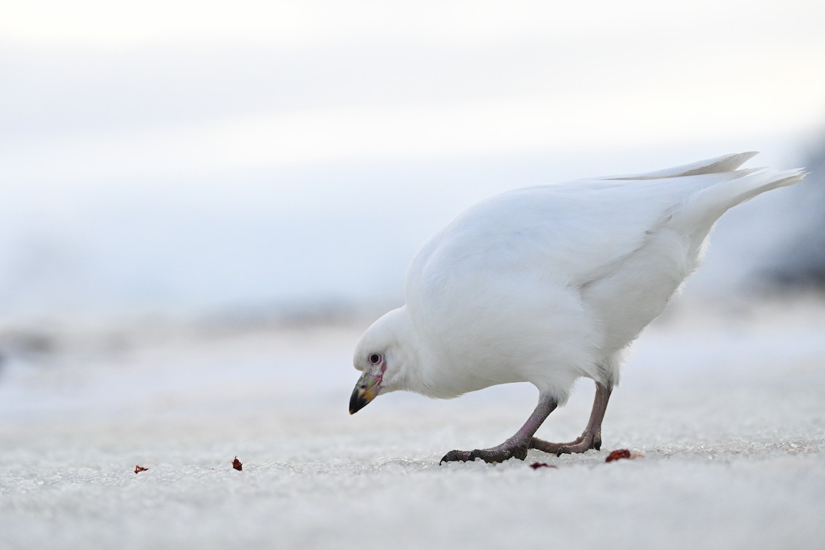 antarktisslirenebb - ML646105908