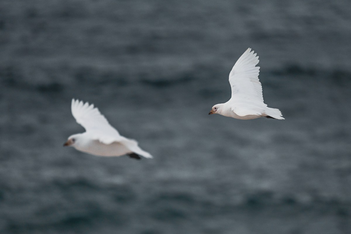 antarktisslirenebb - ML646105909