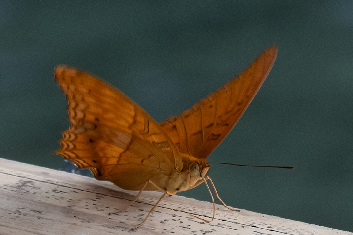 Animals - ML646105925