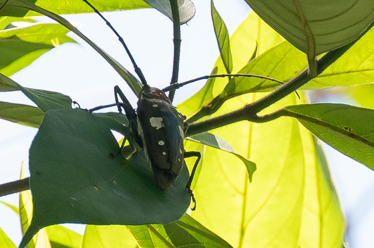 Animals - ML646105926