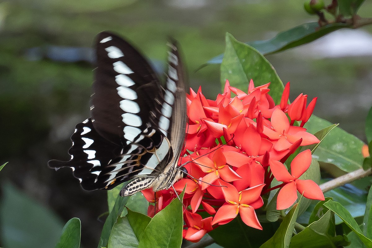 Animals - ML646105927