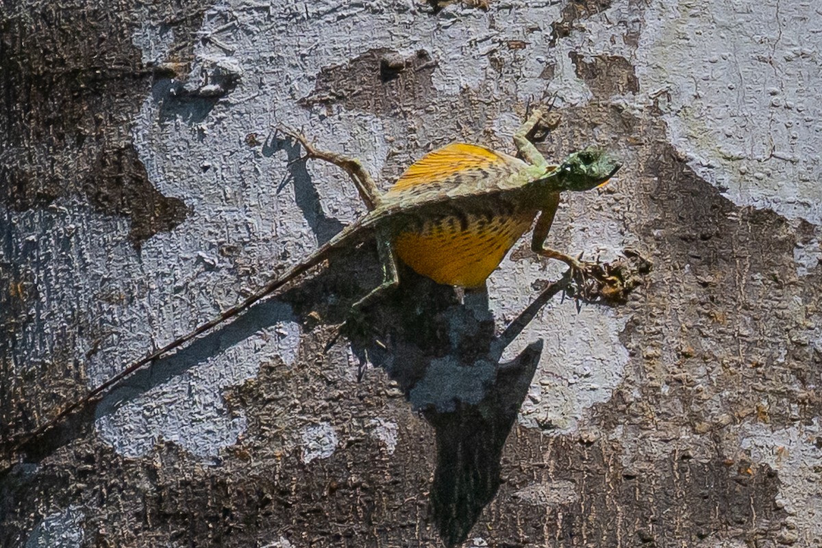 Animals - ML646105928