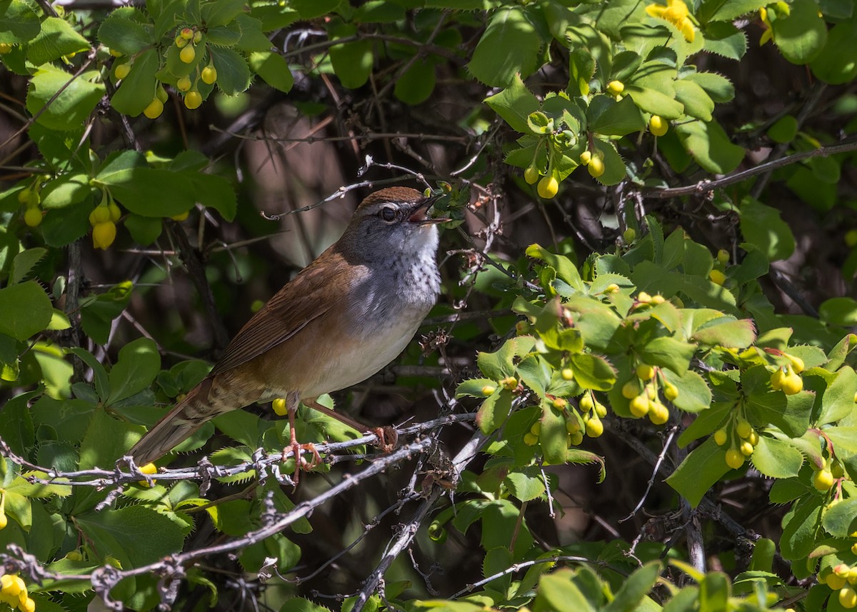 Spotted Bush Warbler - ML646105943