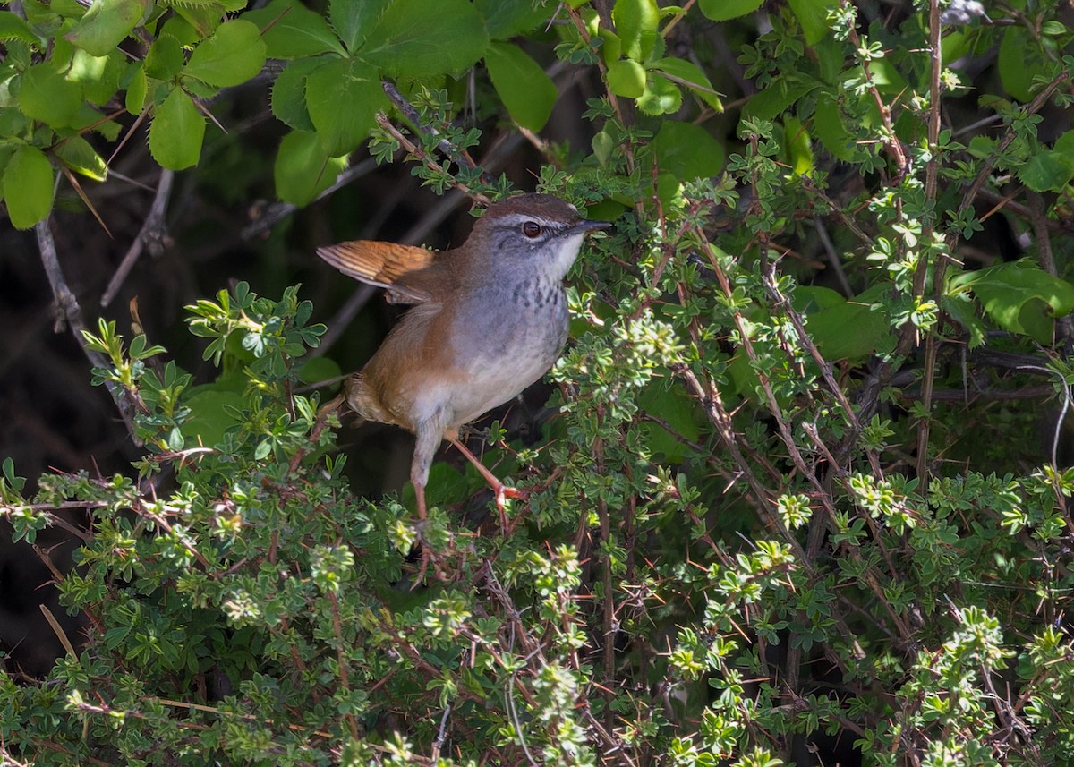 Spotted Bush Warbler - ML646105944