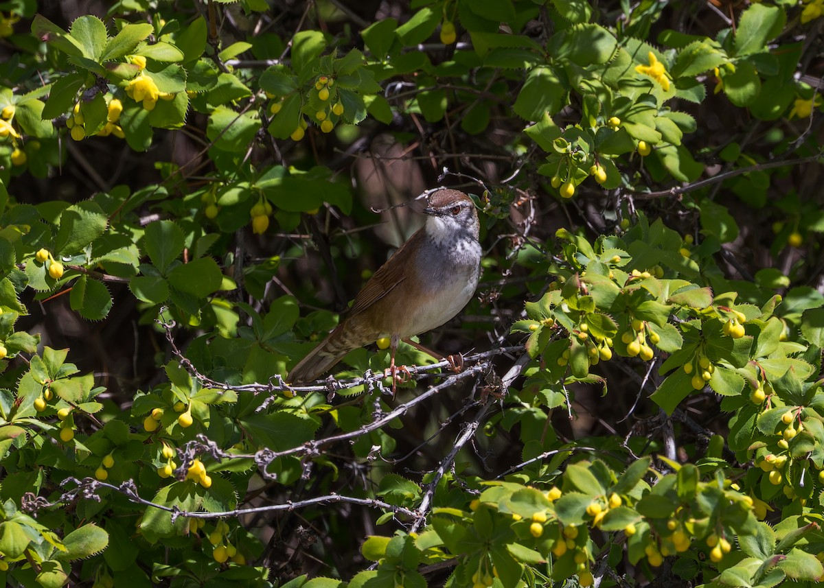 Spotted Bush Warbler - ML646105945