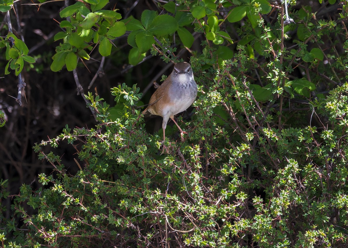 Spotted Bush Warbler - ML646105946