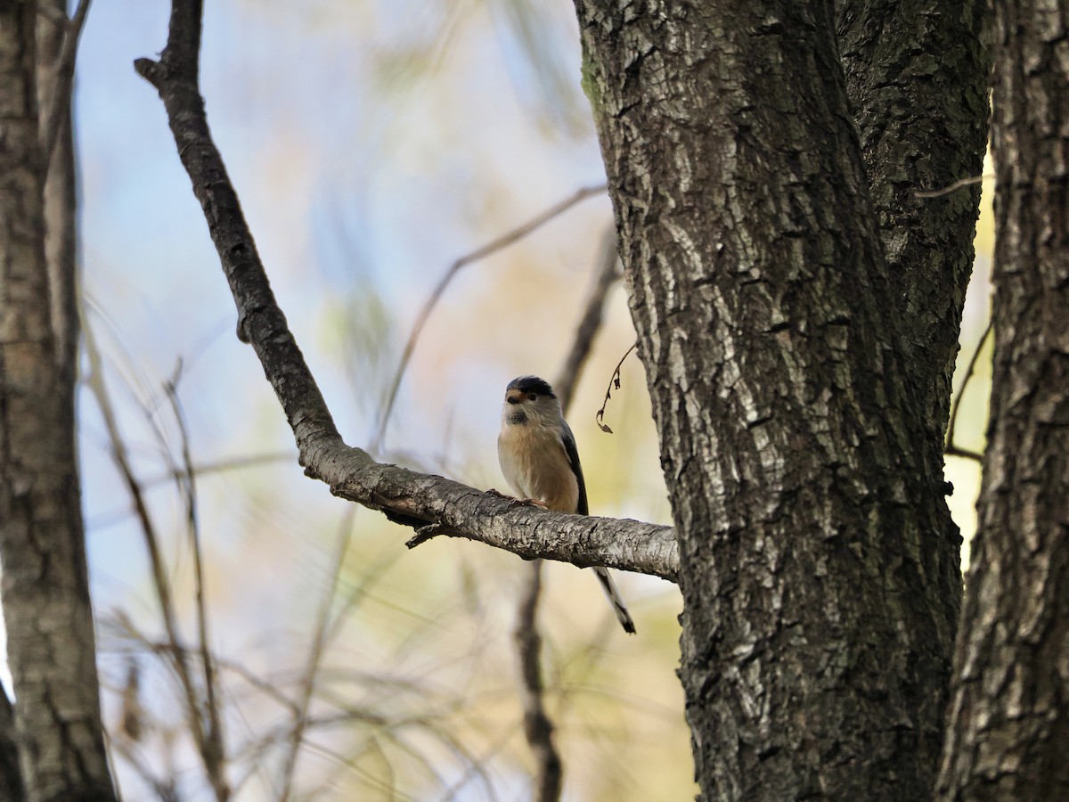 Silver-throated Tit - ML646105947