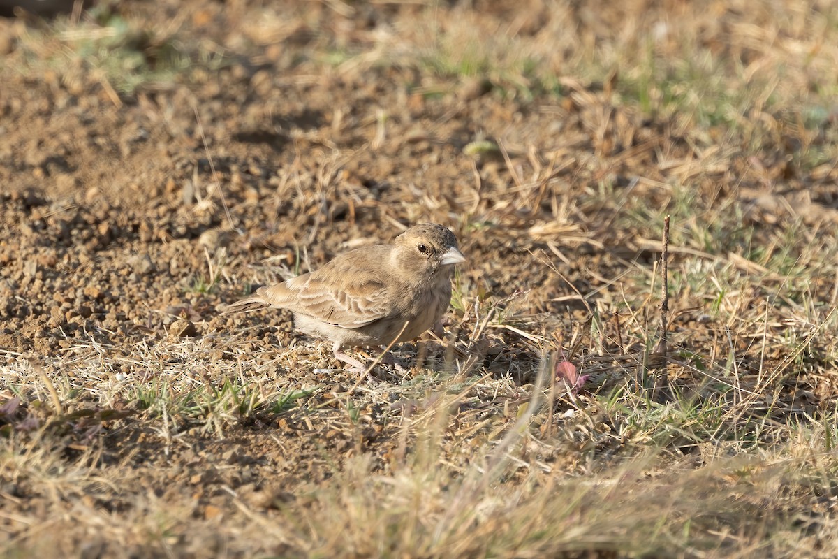 Ashy-crowned Sparrow-Lark - Kalpesh Krishna