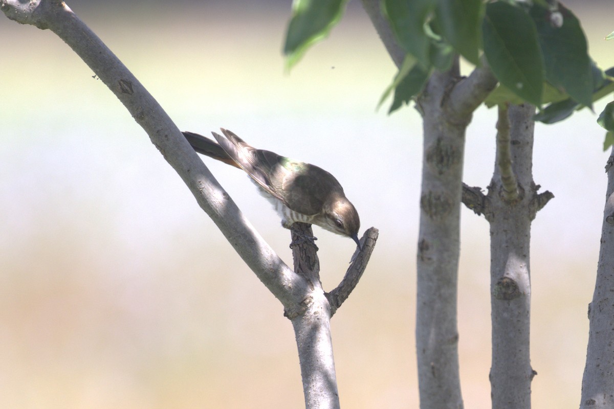 Horsfield's Bronze-Cuckoo - ML646105960