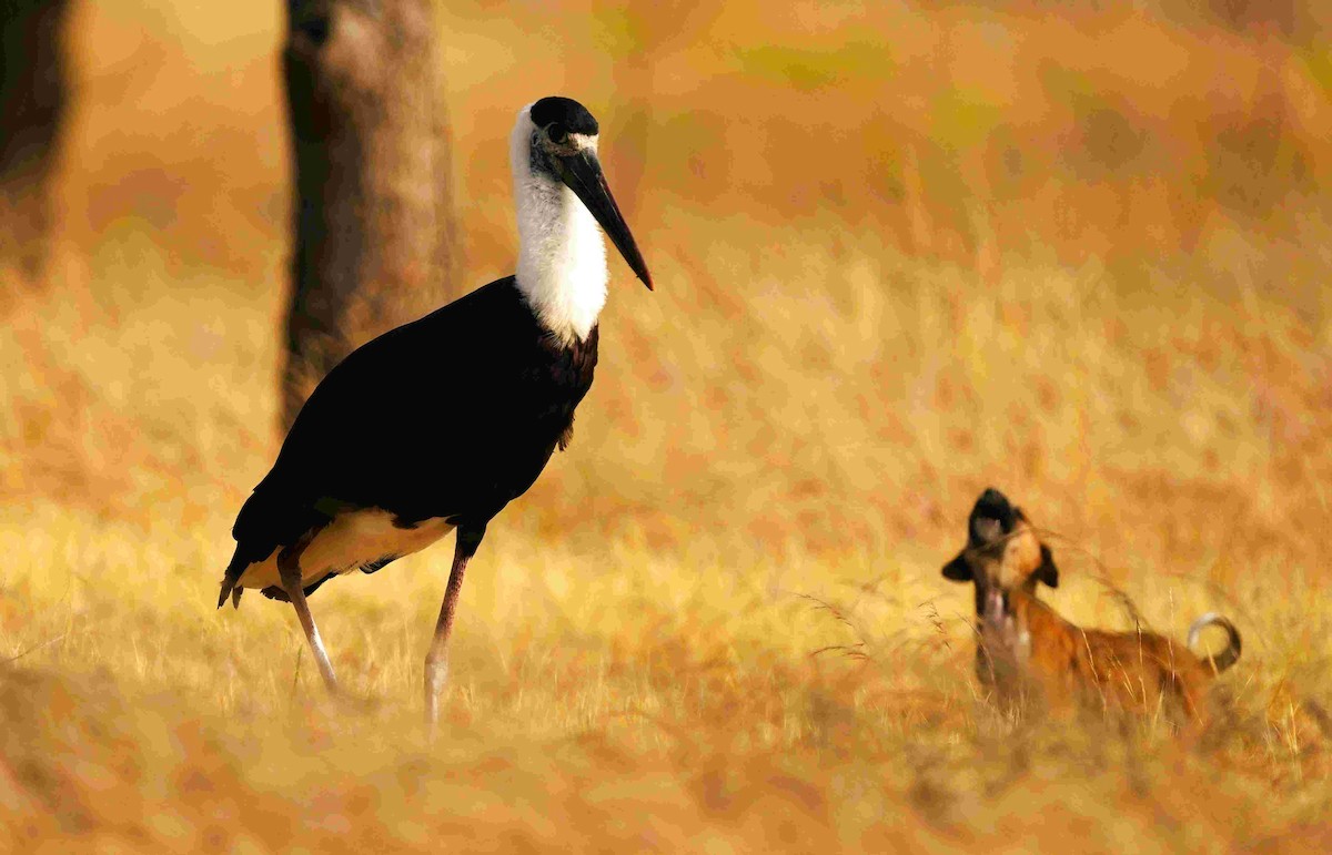 Asian Woolly-necked Stork - ML646105969