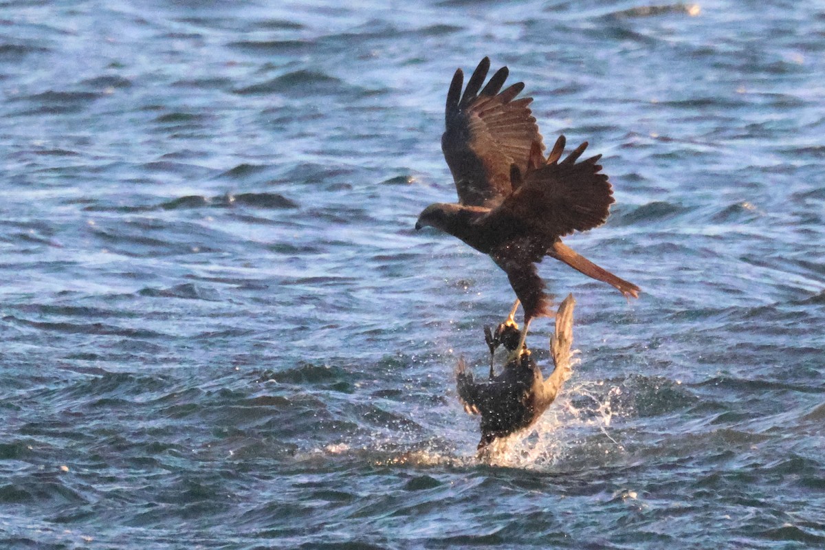 Falco di palude - ML646105975