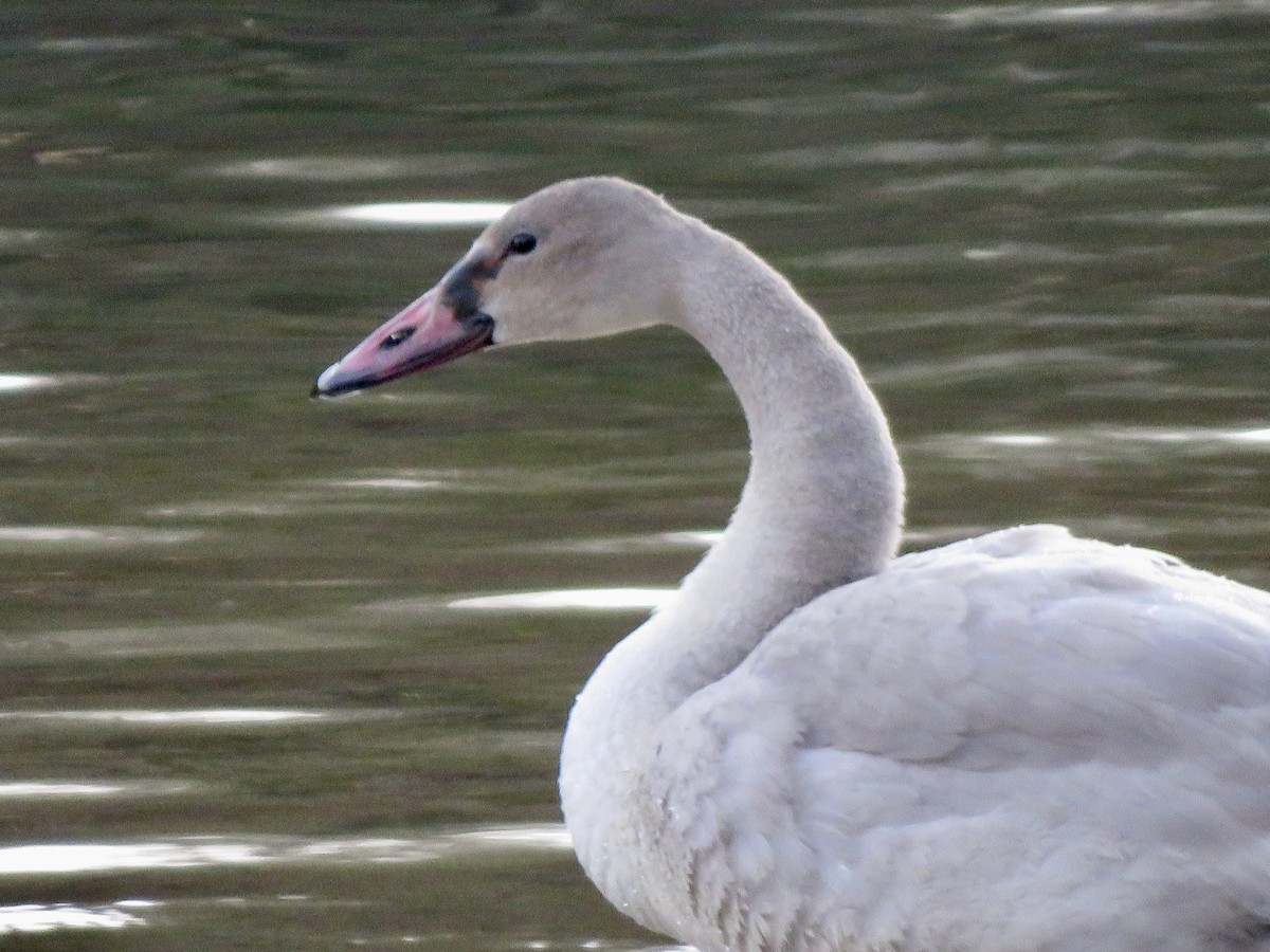 Trumpeter Swan - ML646106005
