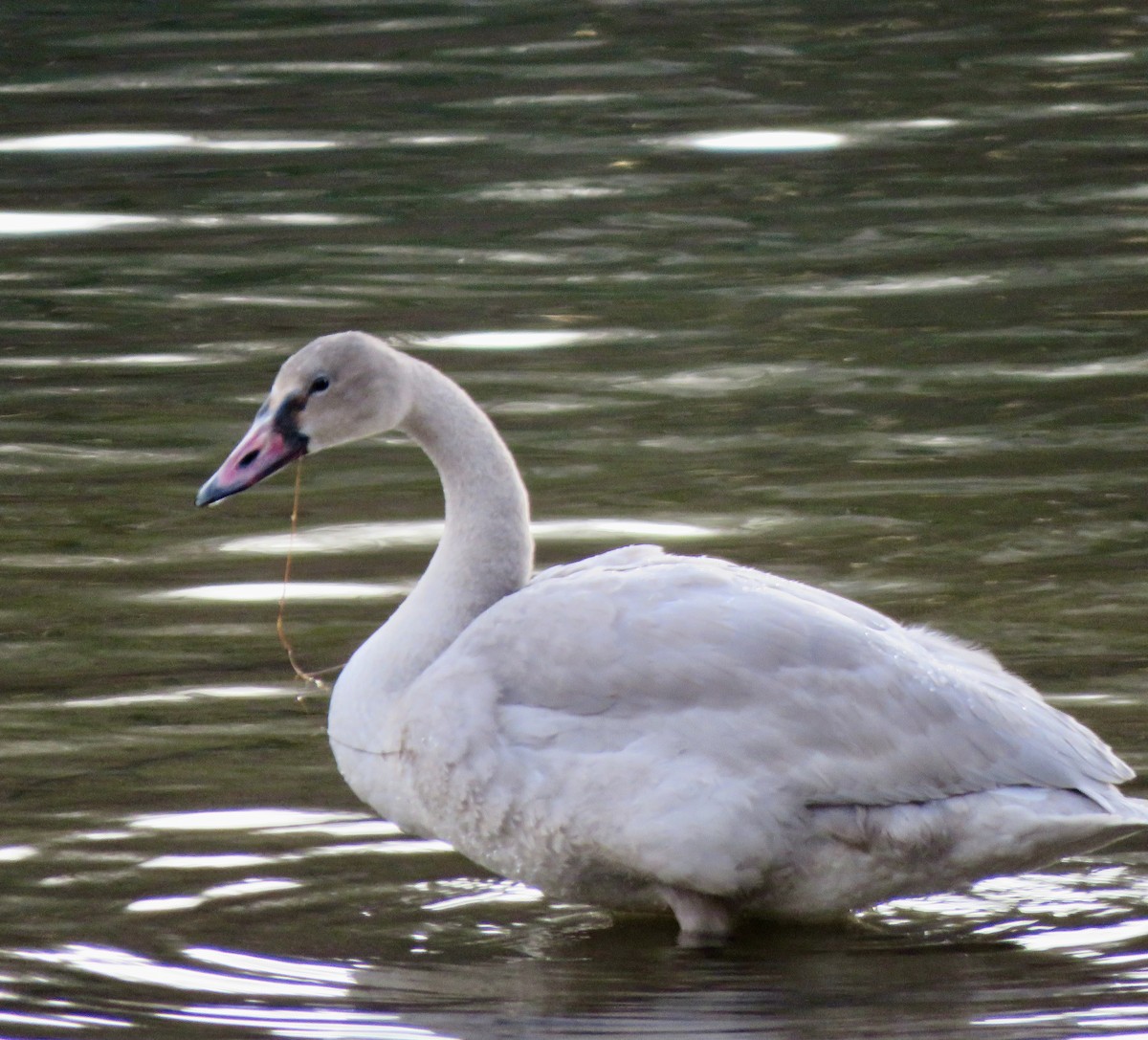 Trumpeter Swan - ML646106006