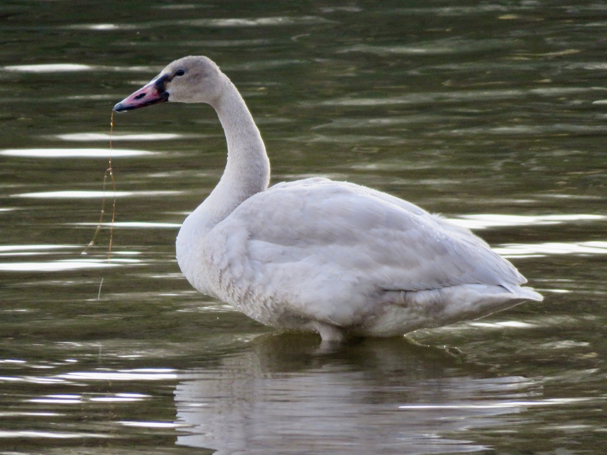 Trumpeter Swan - ML646106007