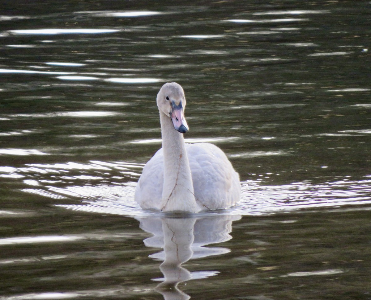 Trumpeter Swan - ML646106008
