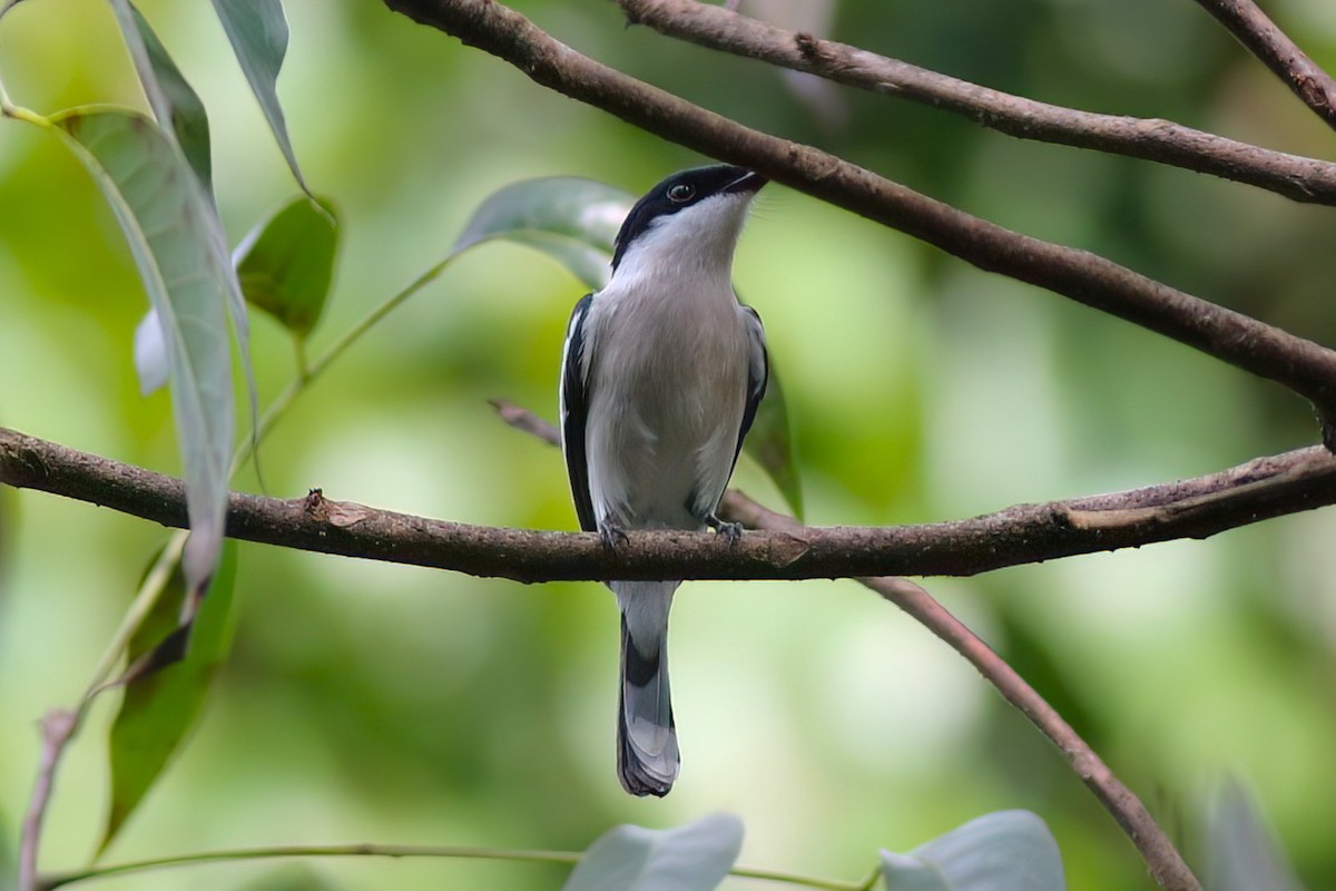 ヒタキサンショウクイ - ML646106021