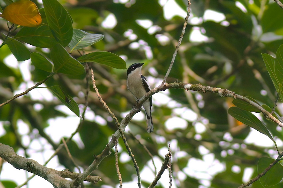 ヒタキサンショウクイ - ML646106022