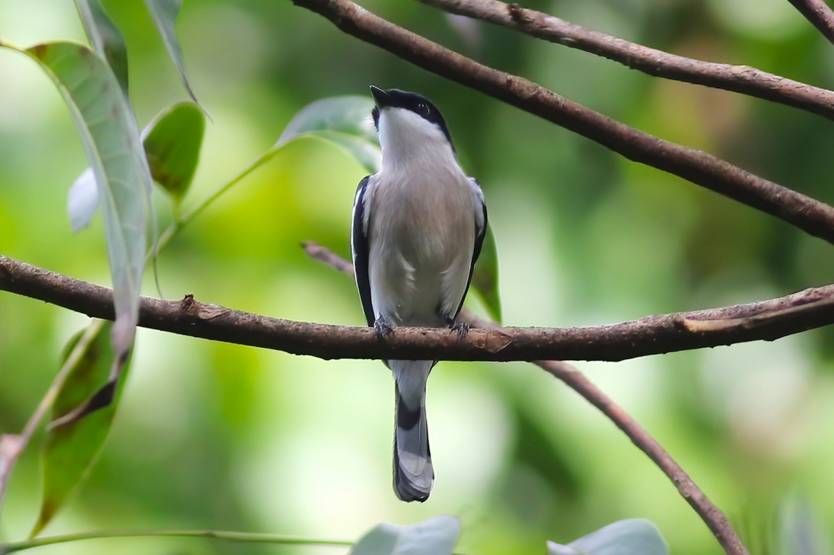 ヒタキサンショウクイ - ML646106023