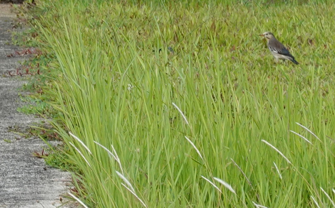 Улаан хошуут тодол - ML646106025