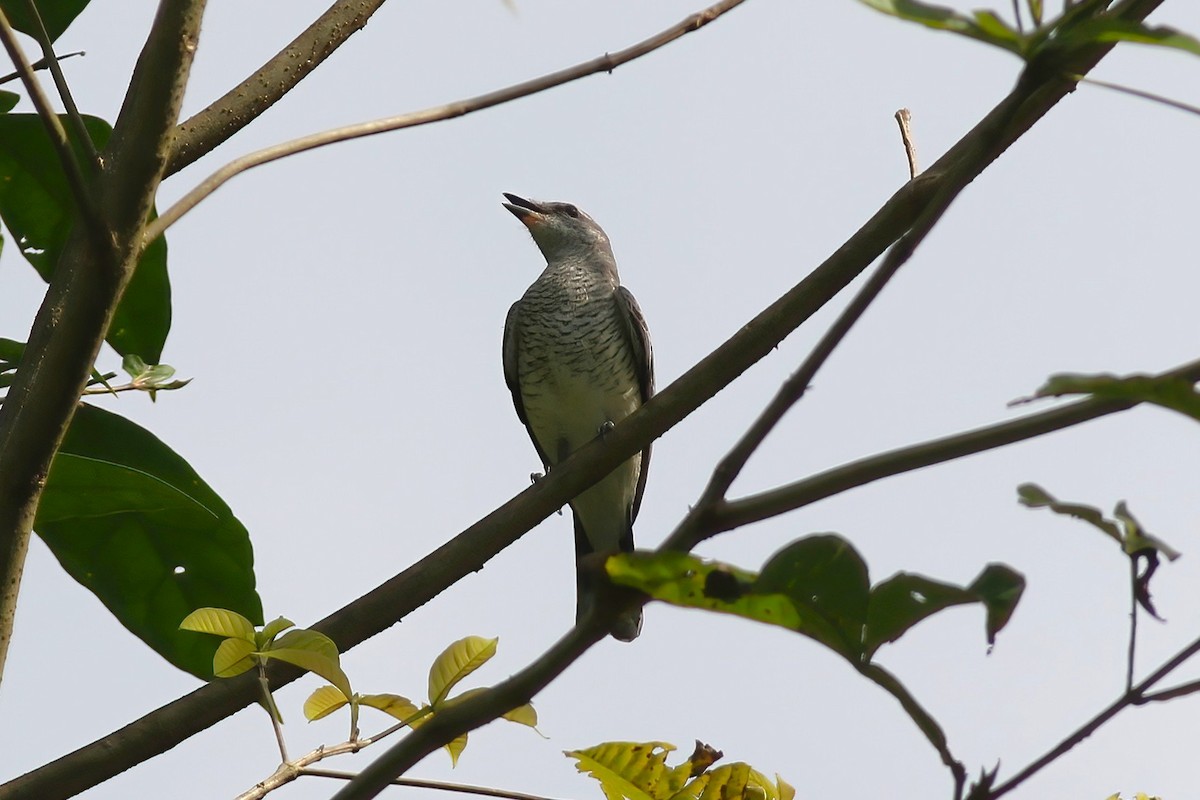 ズグロアサクラサンショウクイ - ML646106026