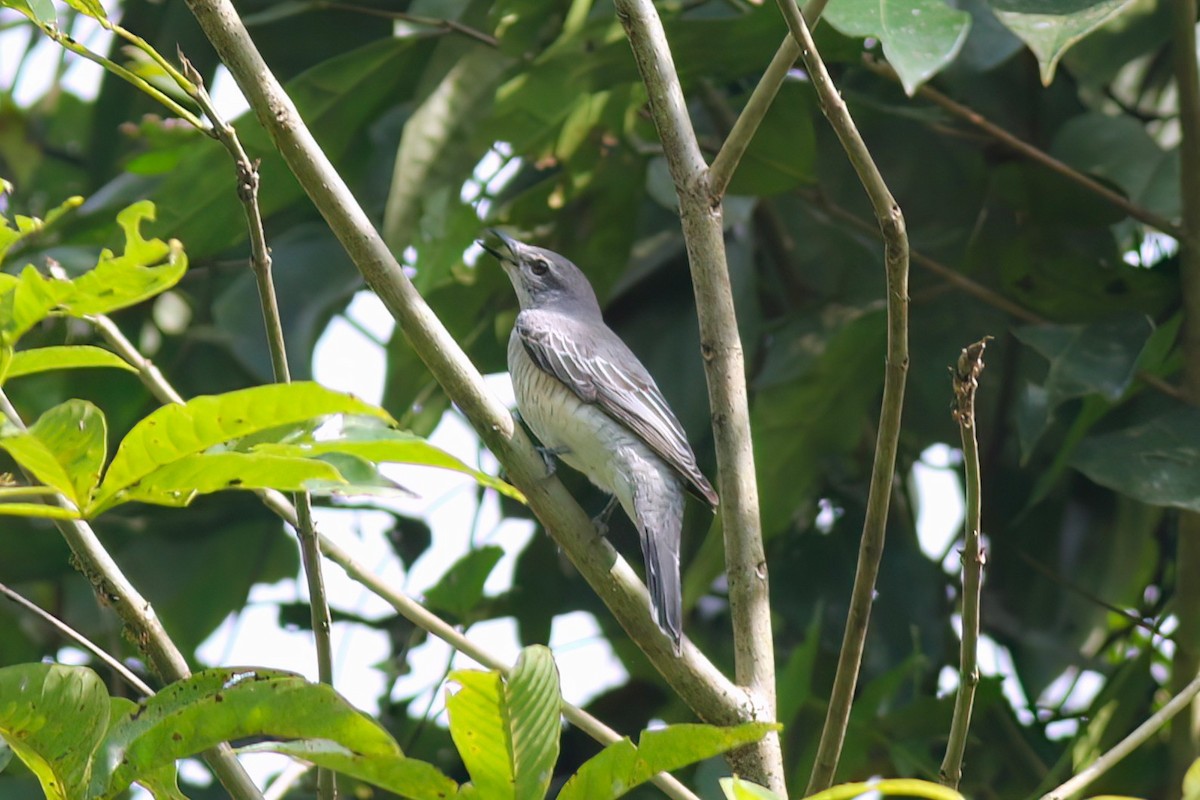 ズグロアサクラサンショウクイ - ML646106027