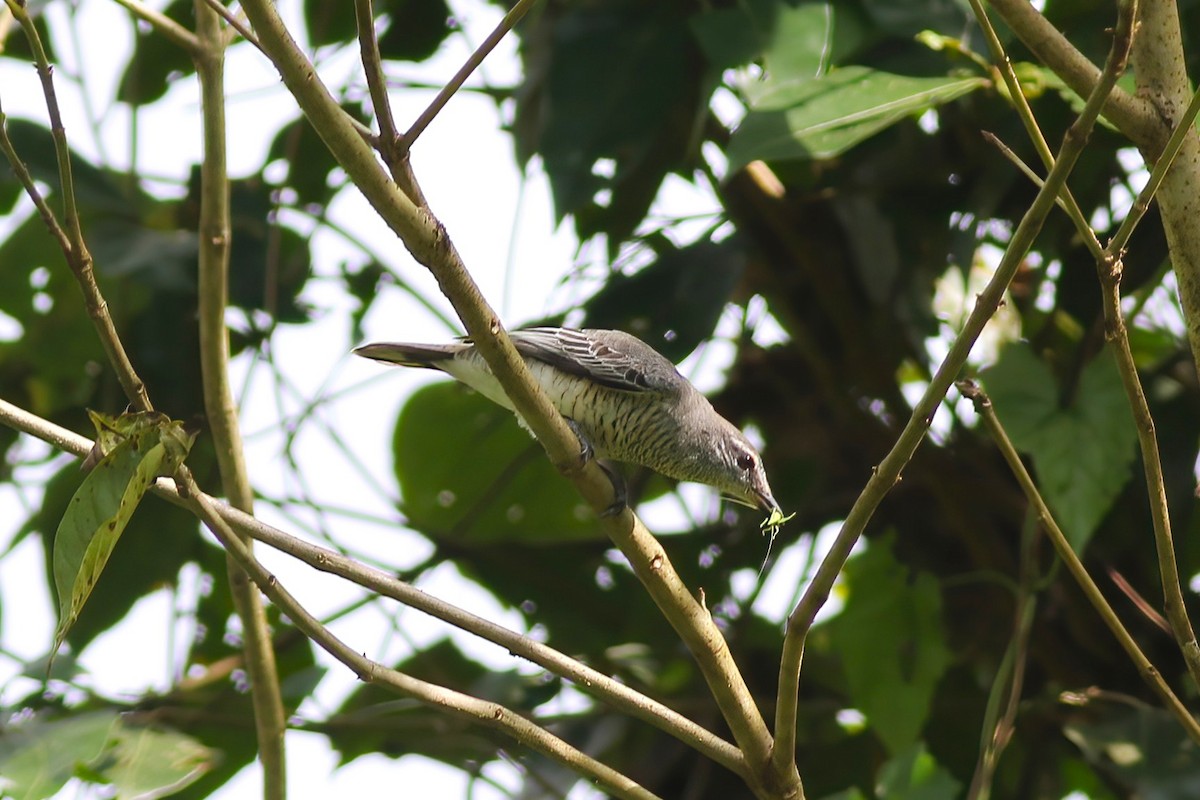 ズグロアサクラサンショウクイ - ML646106028