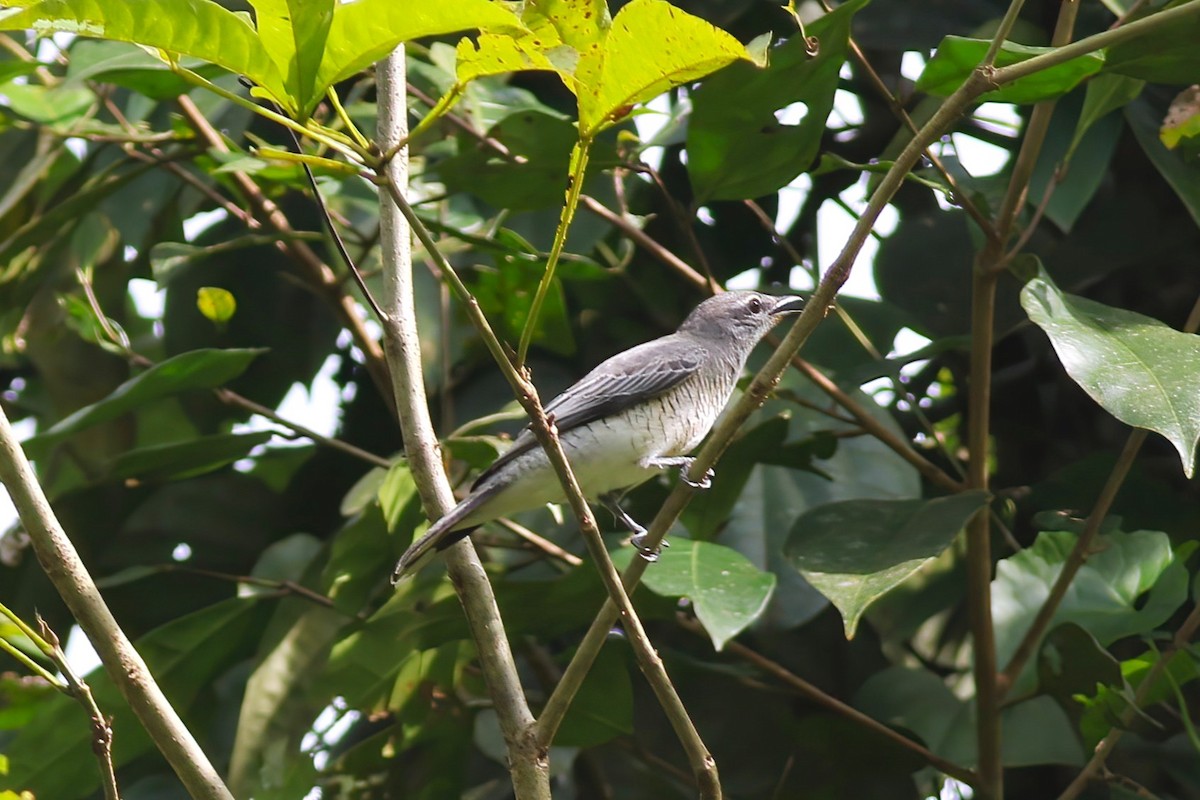 ズグロアサクラサンショウクイ - ML646106029